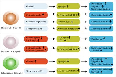 Metabolic Controls on Epigenetic Reprogramming in Regulatory T Cells